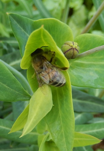 euphorbe épurge et abeille